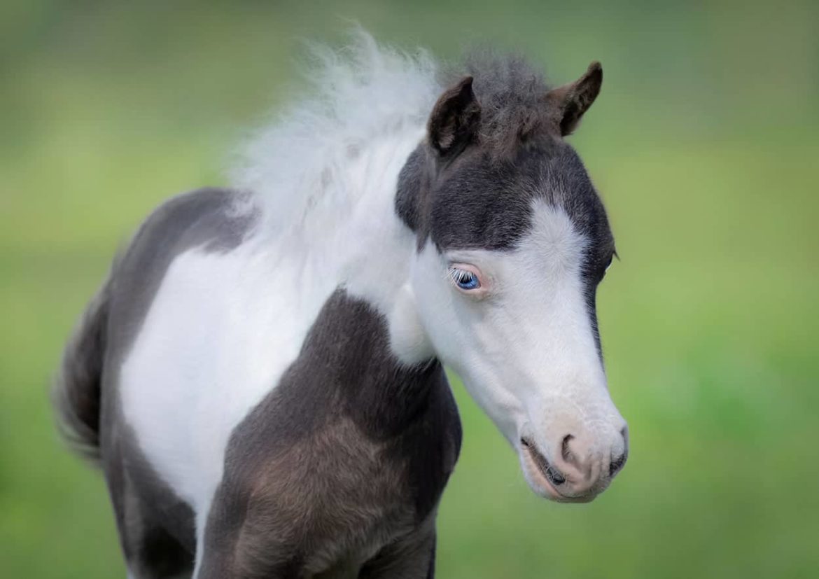 The Miniature Einstein horse, the small horse ~ littlelioness