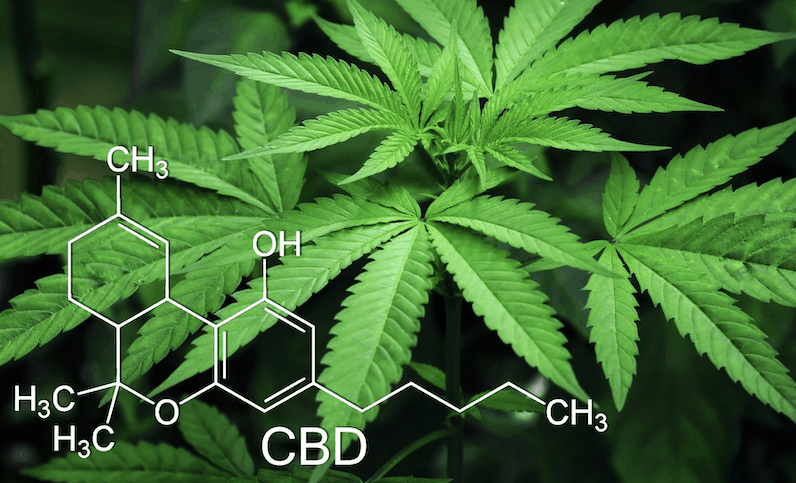 How To Set Up a Marketing Campaign for Your CBD Business