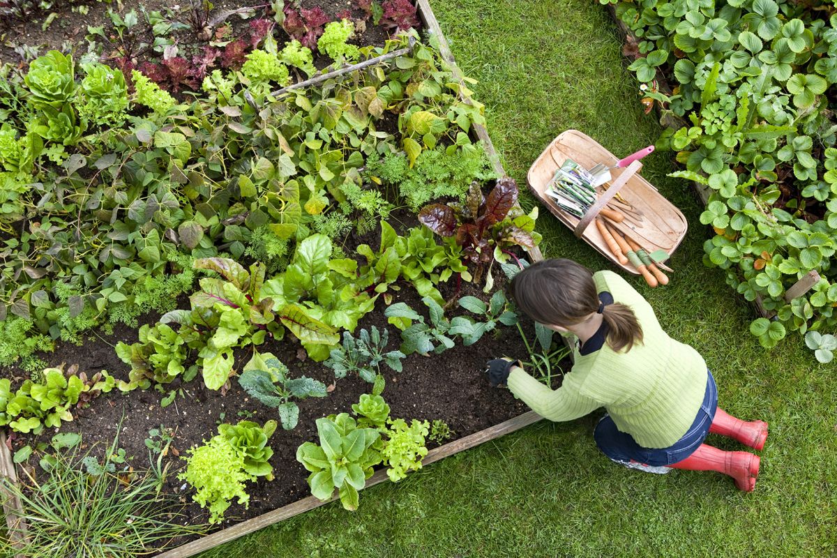 4 Ways to Make Gardening Easier as You Age