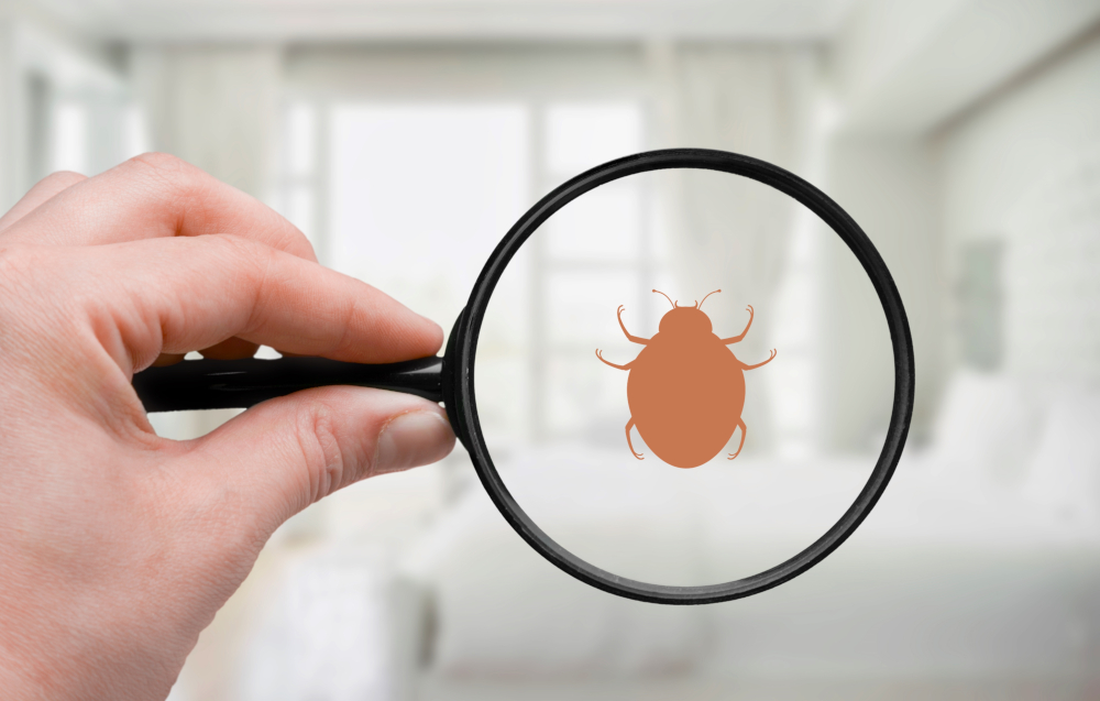 Pest Control 101: Everything You Need to Know