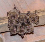 6 Easy Tips for a Pest-Free Home
