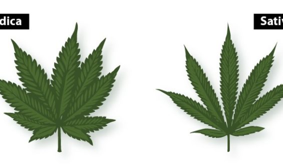 Indica vs Sativa – What’s The Difference?