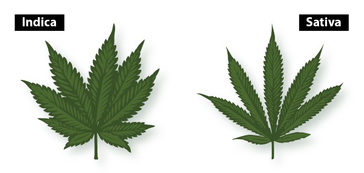 Indica vs Sativa – What’s The Difference?
