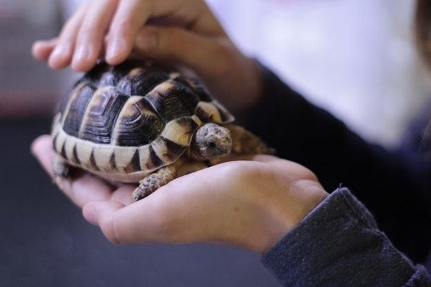 Want to Keep a Pet Turtle? 4 Essential Tips to Keep It Healthy & Happy