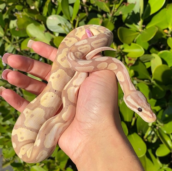 What is the best cuddly and affectionate snake pet?