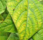 The Most Common Nutrient Deficiencies To Note