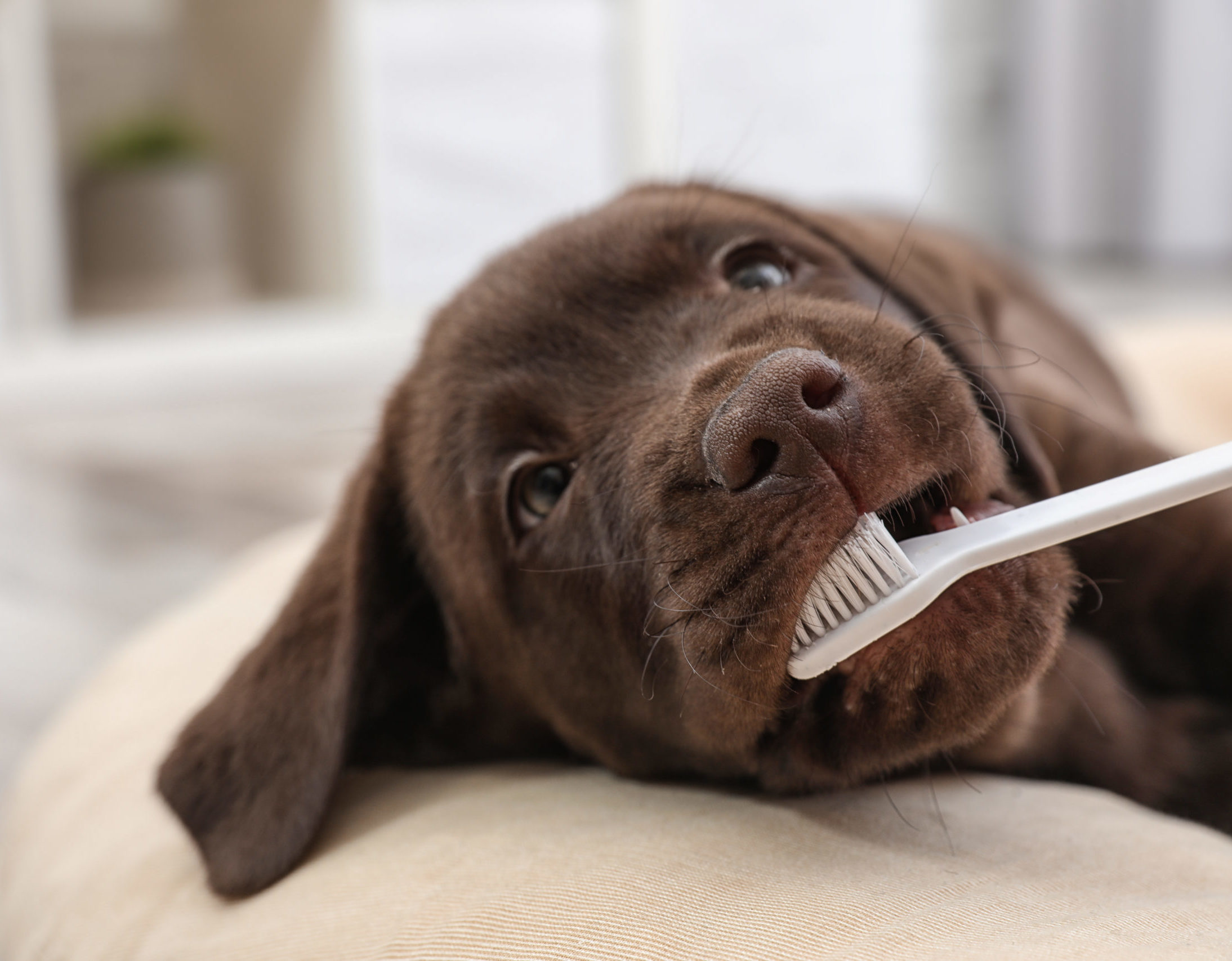 How To Choose the Right Pet Dental Insurance Plan