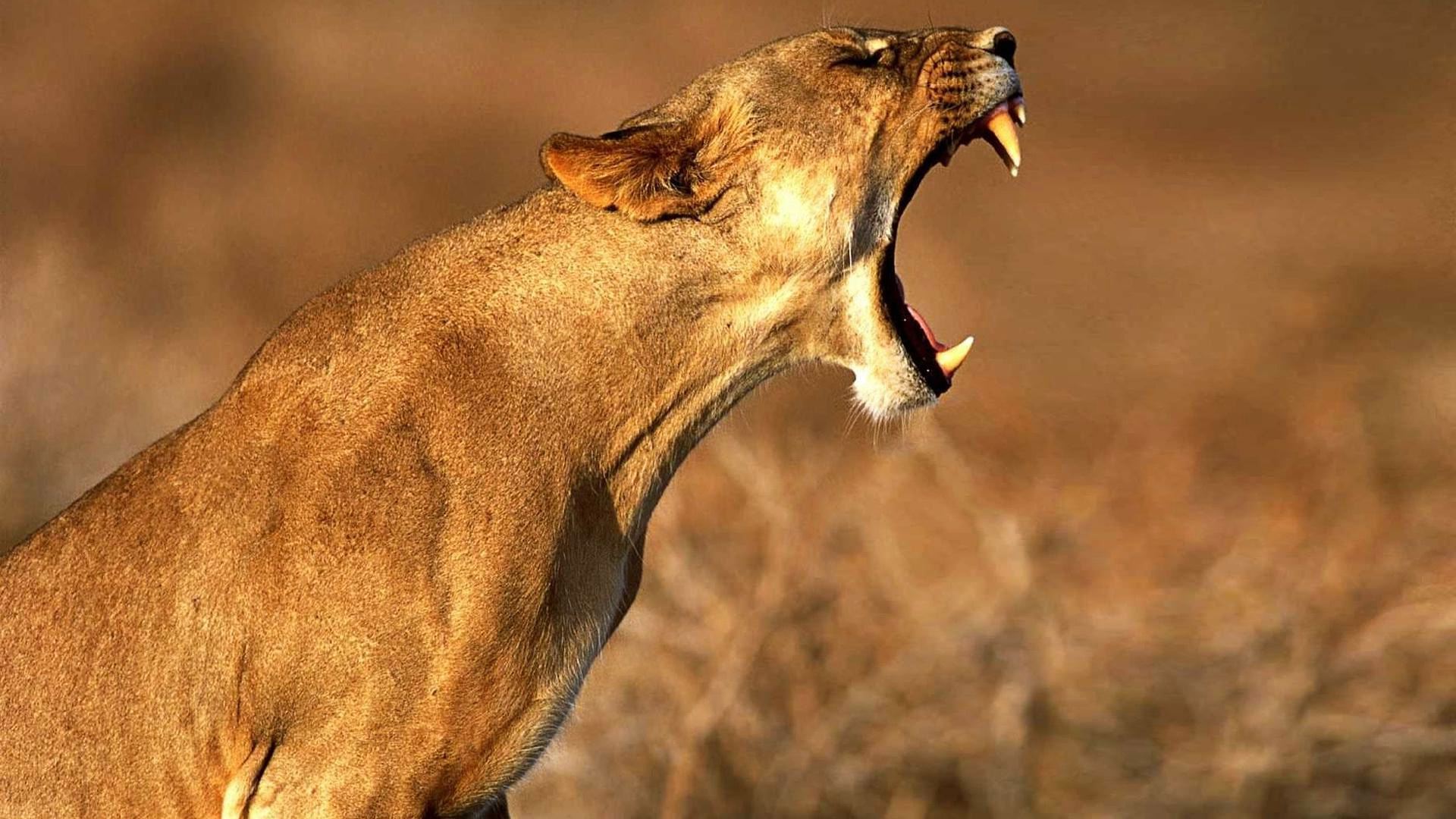 Will the Lionesses Roar Down Under?