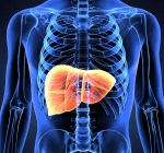 How Many Organs Can Be Donated from One Human Body?