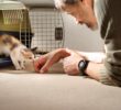 Bringing a new pet home: the importance of those first days and weeks