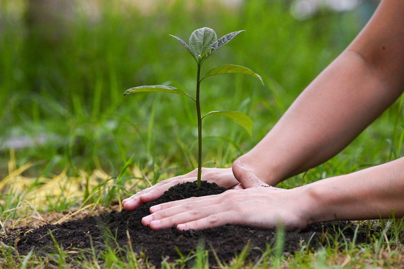 Plant a Tree In Memory Of a Loved One In These Locations