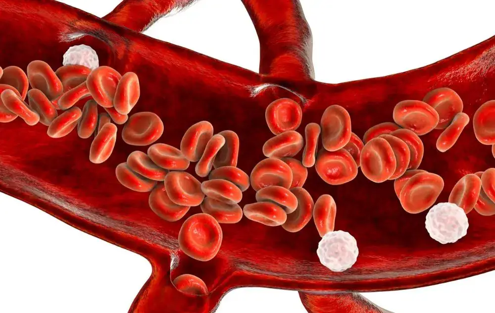 How Does Nitric Oxide Help Support Blood Flow?