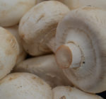 Selecting equipment for mushroom growing farms – what needs to be taken into account?