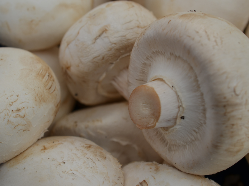 Selecting equipment for mushroom growing farms – what needs to be taken into account?