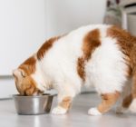 Your Guide to Cat Digestion