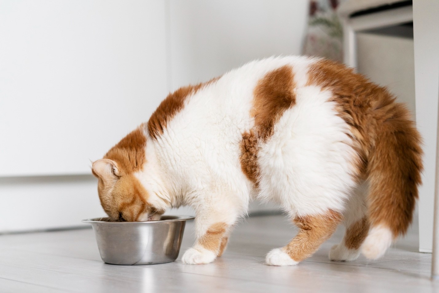Your Guide to Cat Digestion