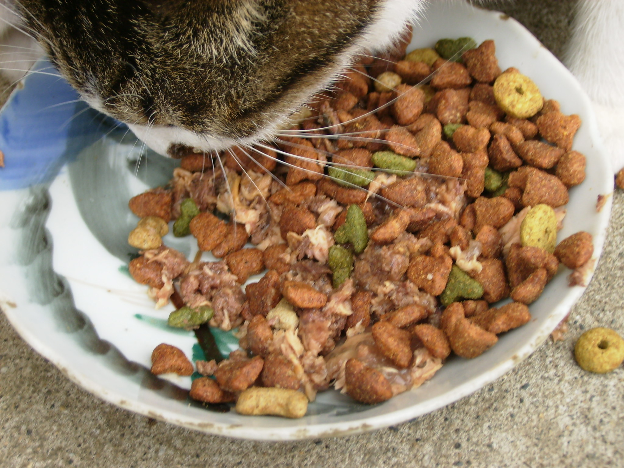 The Best Wet Cat Food—10+ Years Of Market Analysis