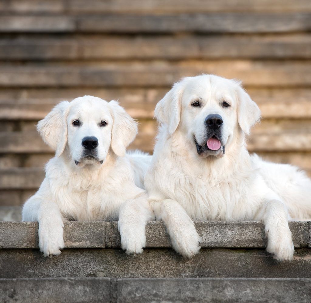 What are the differences between a White Golden retriever and a White lab?