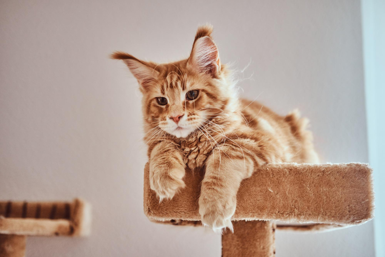 The Joy of Cat Ownership: Discovering the Magic of Feline Companionship