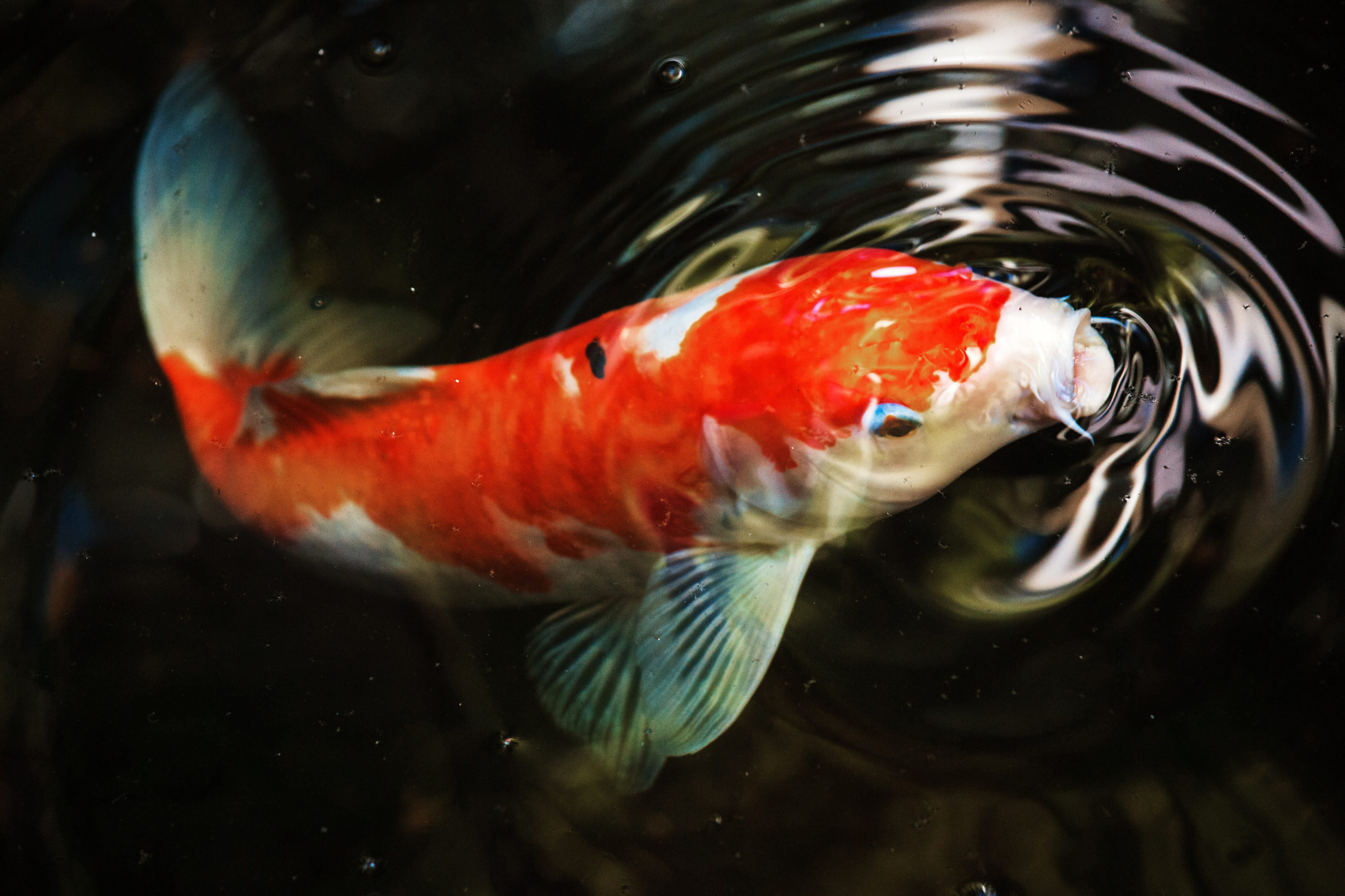 Creating a Tranquil Oasis: A Guide to Japanese Koi Fish and Pond Construction