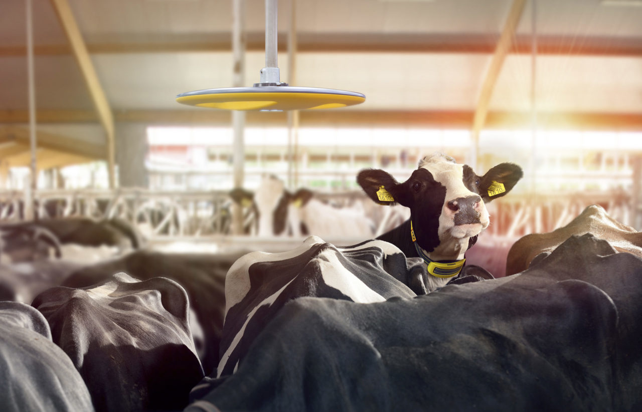 A Guide to Choosing the Right Dairy Barn Equipment for Your Farm