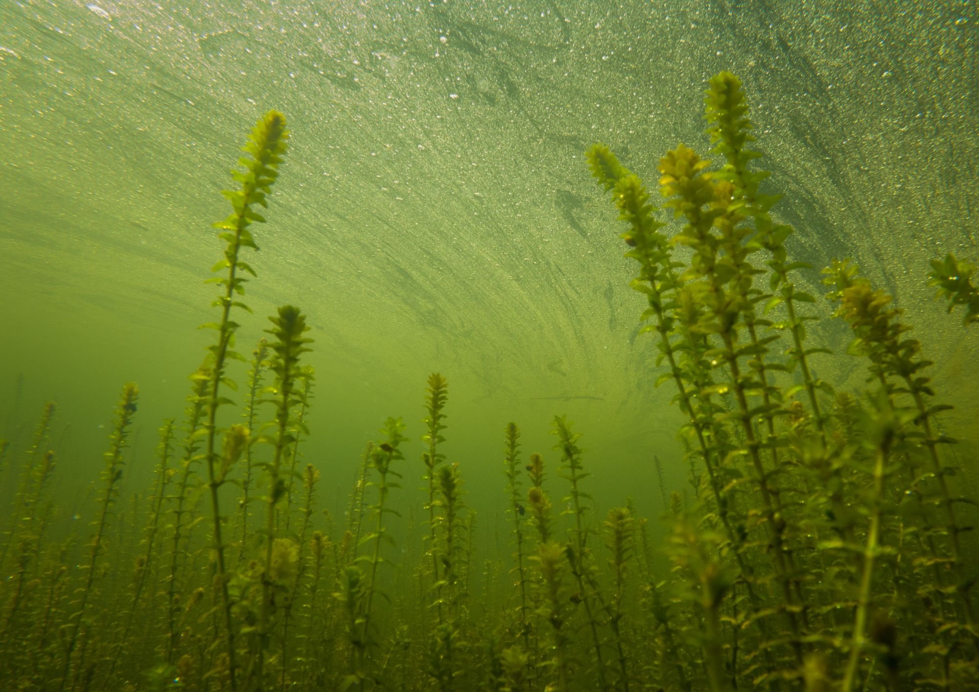 The Definitive Guide to Aquatic Vegetation Control: Maintaining a Beautiful and Balanced Water Environment