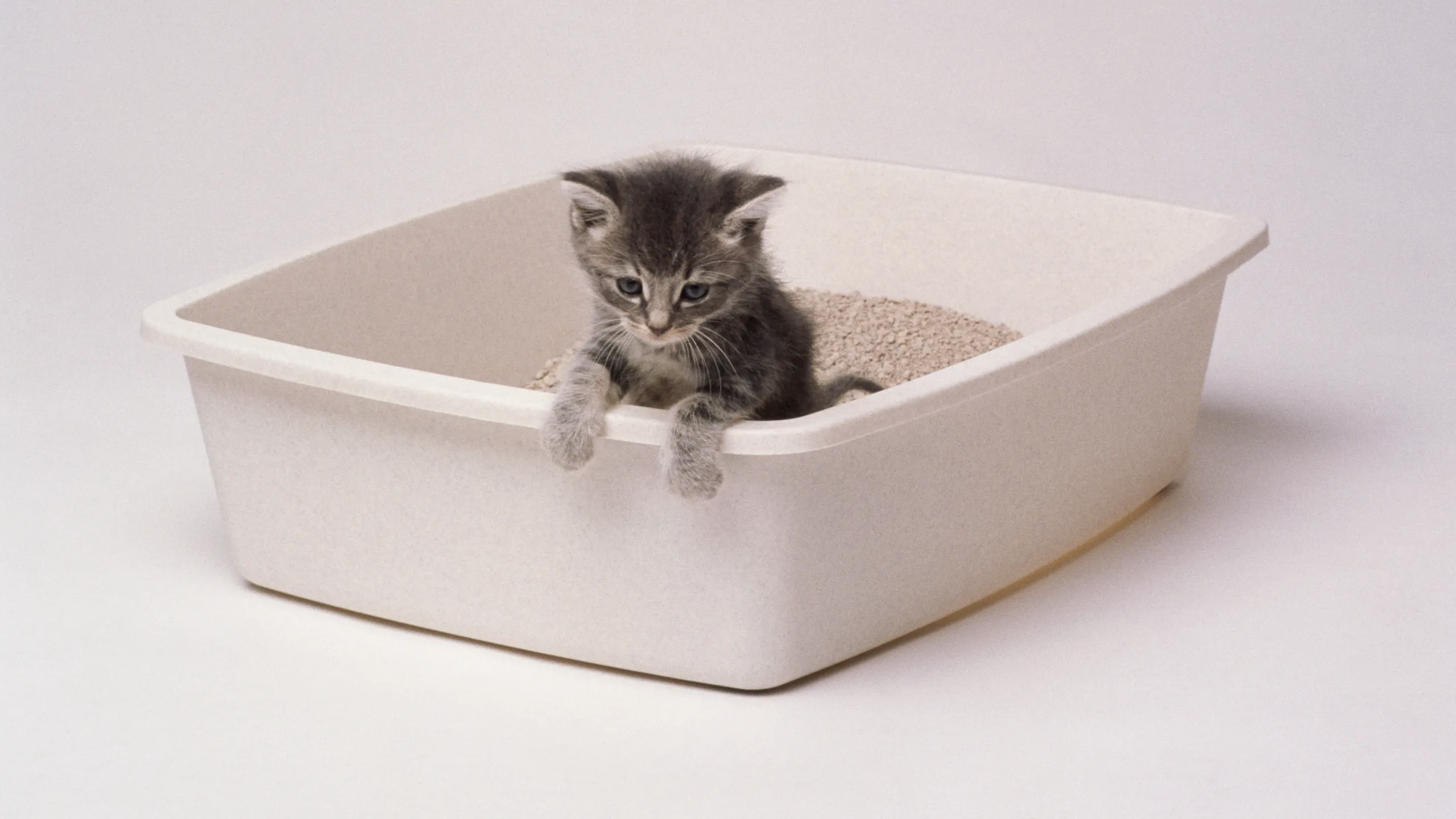 How Self-Cleaning Cat Litter Boxes Improve Hygiene and Reduce Odor