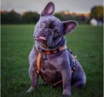 What You Need to Know About a Dog Harness