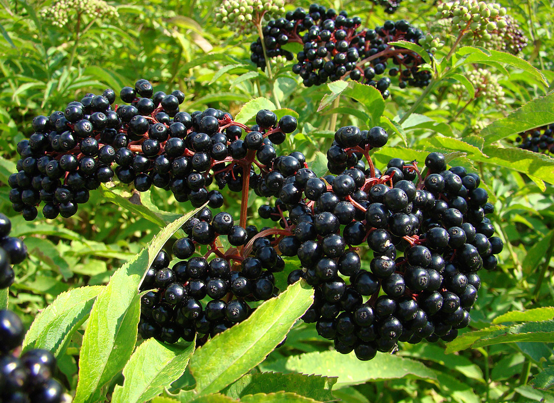 Discover the Health Benefits of Elderberry Juice for Sale