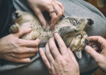 emergency vet Rosebery