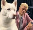 Cody Rhodes Dog: The Story of Pharaoh, His Life, and Wrestling Legacy