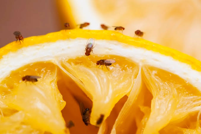 How to Get Rid of Fruit Flies and Stop Them Returning