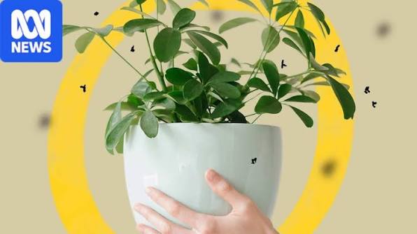 How to Get Rid of Gnats in Houseplants and Around the Home
