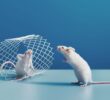 How to Get Rid of Mice and Prevent Another Infestation