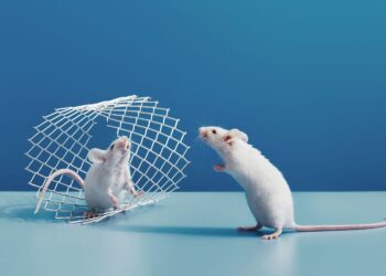 Get Rid of Mice