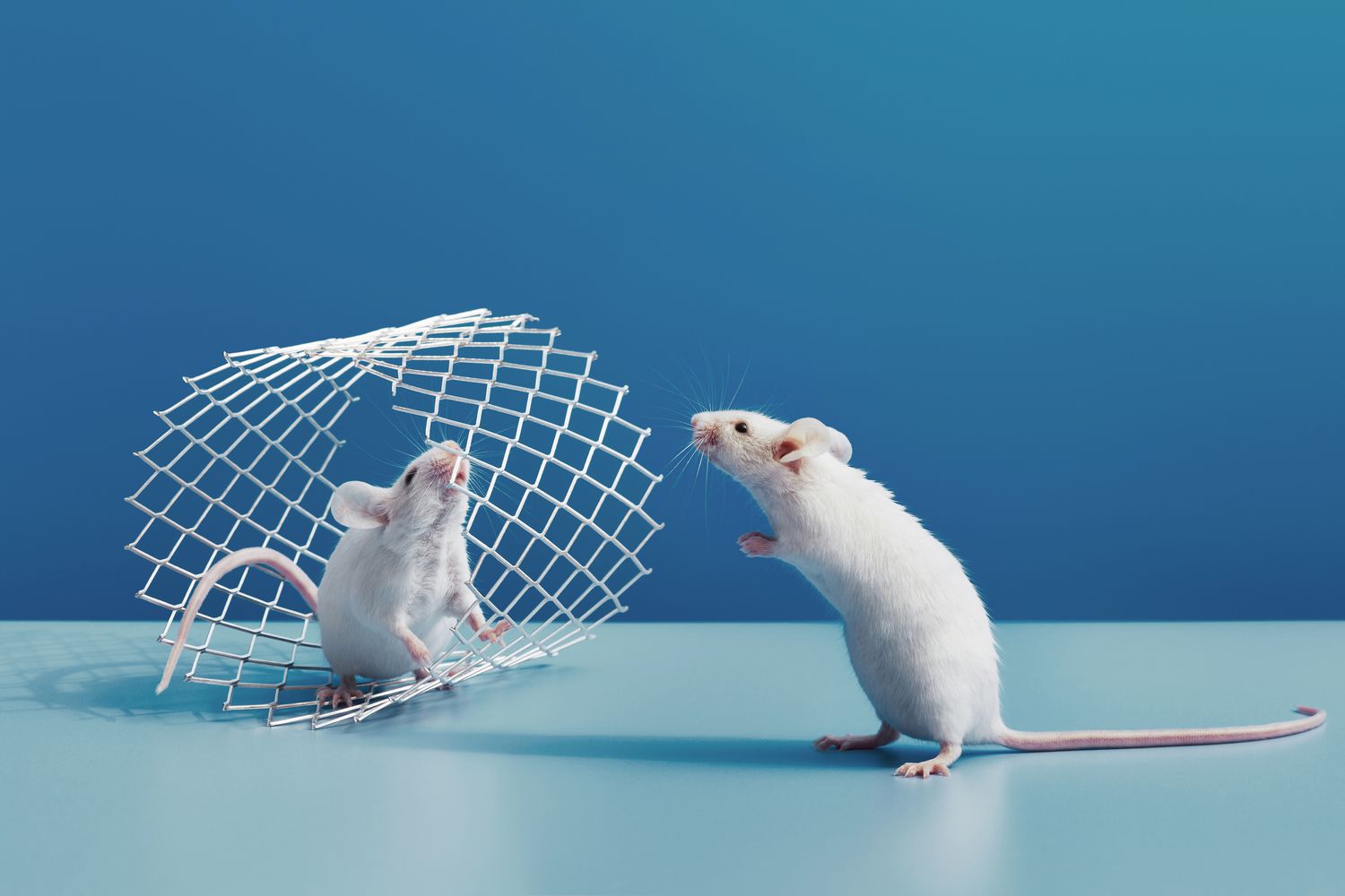 How to Get Rid of Mice and Prevent Another Infestation